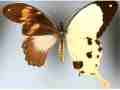Papilio dardanus (bilateral gynandromorph) (Internet Image property of respective owner, non-commercial use only)
